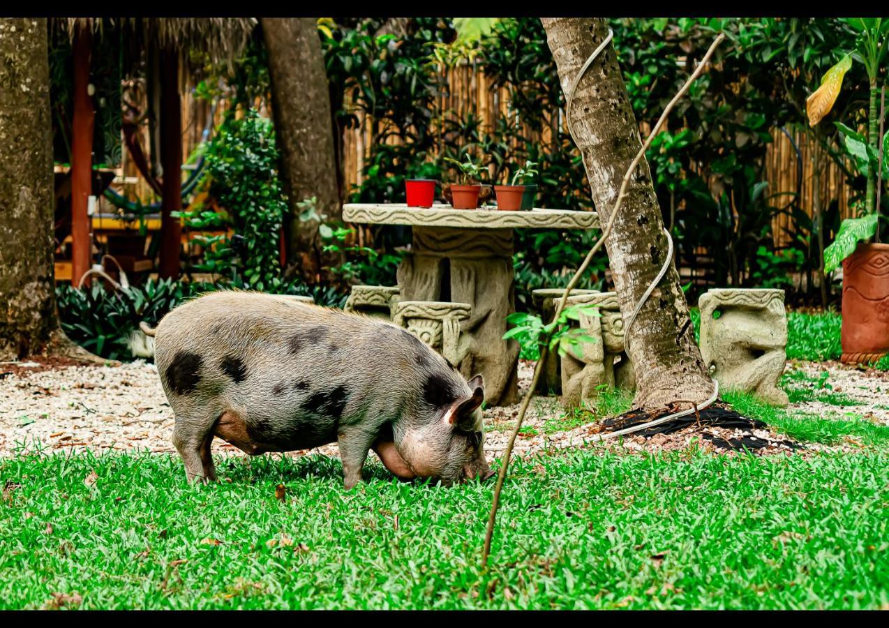 Pura Vibra Potrero (Guanacaste)